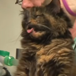Oli